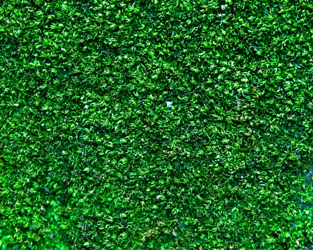setoartificialnatura
